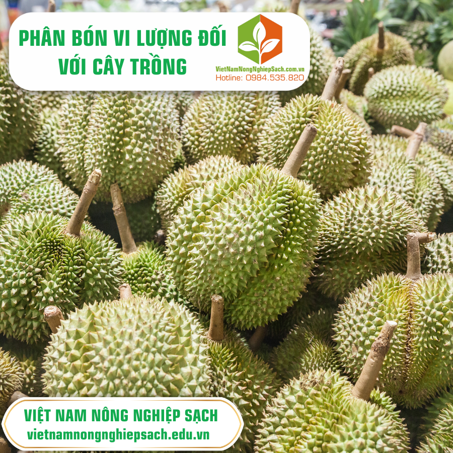 PHÂN BÓN VI LƯỢNG ĐỐI VỚI CÂY TRỒNG  PHÂN BÓN VI LƯỢNG ĐỐI VỚI CÂY TRỒNG