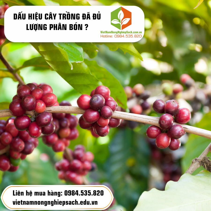 DẤU HIỆU CÂY TRỒNG ĐÃ ĐỦ LƯỢNG PHÂN BÓN ? DẤU HIỆU CÂY TRỒNG ĐÃ ĐỦ LƯỢNG PHÂN BÓN ?