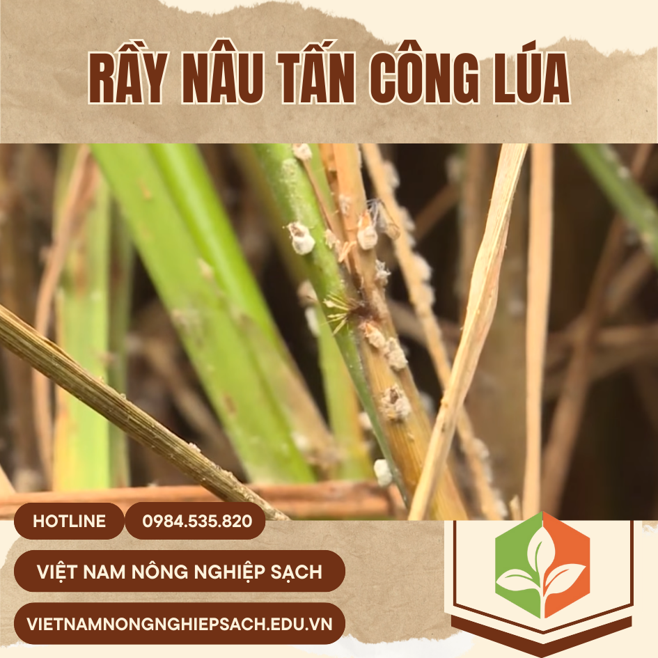 RẦY NÂU TẤN CÔNG RUỘNG LÚA