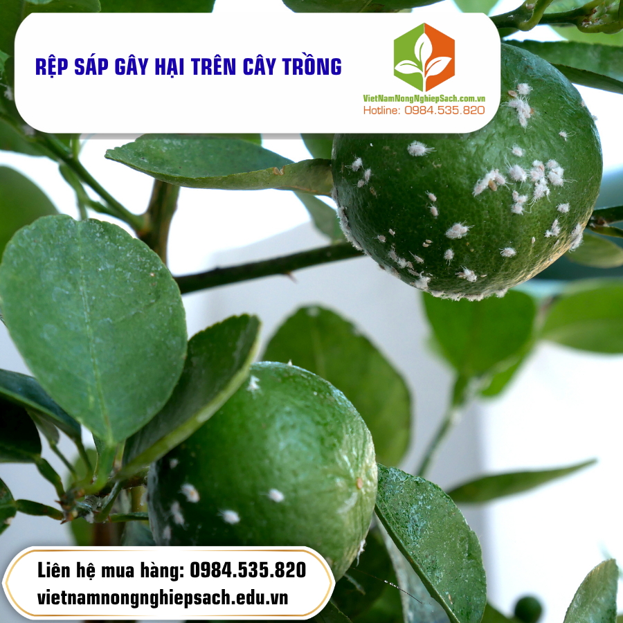RỆP SÁP GÂY HẠI TRÊN CÂY TRỒNG
