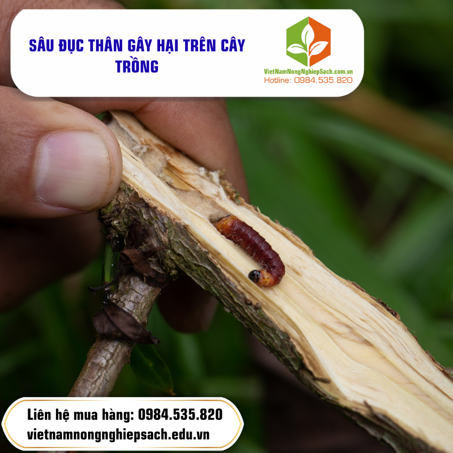 SÂU ĐỤC THÂN GÂY HẠI TRÊN CÂY TRỒNG