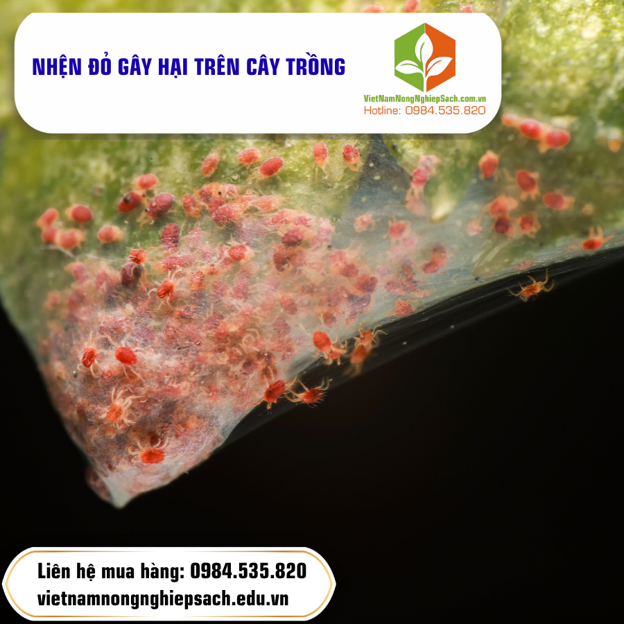 NHỆN ĐỎ GÂY HẠI TRÊN CÂY TRỒNG
