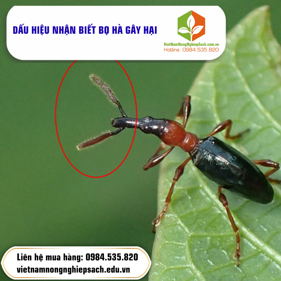 DẤU HIỆU NHẬN BIẾT BỌ HÀ GÂY HẠI